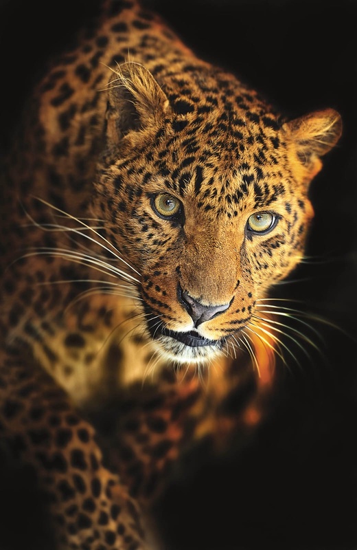 Фотообои на стену - мужские, леопард, на черном фоне, гепард
