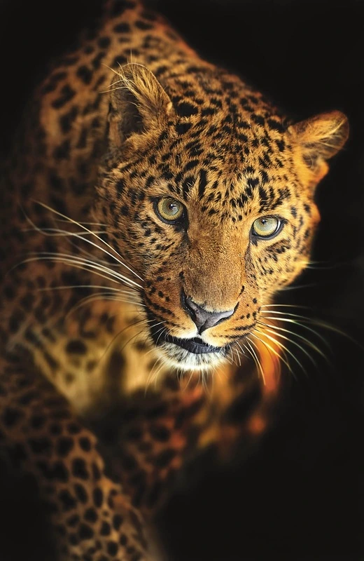 Фотообои и фрески на стену - мужские, леопард, на черном фоне, гепард