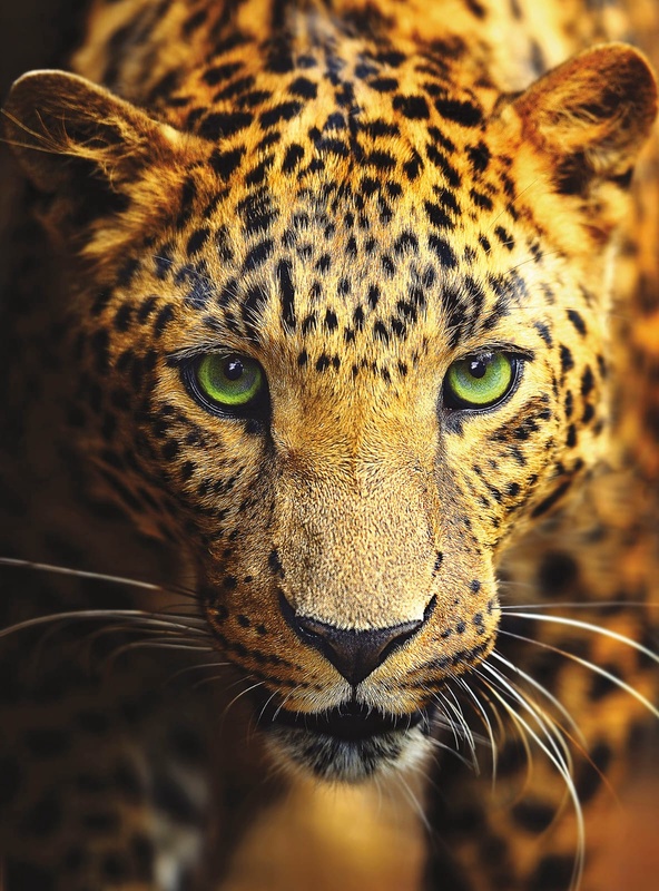 Фотообои и фрески на стену - мужские, леопард, крупный план, гепард