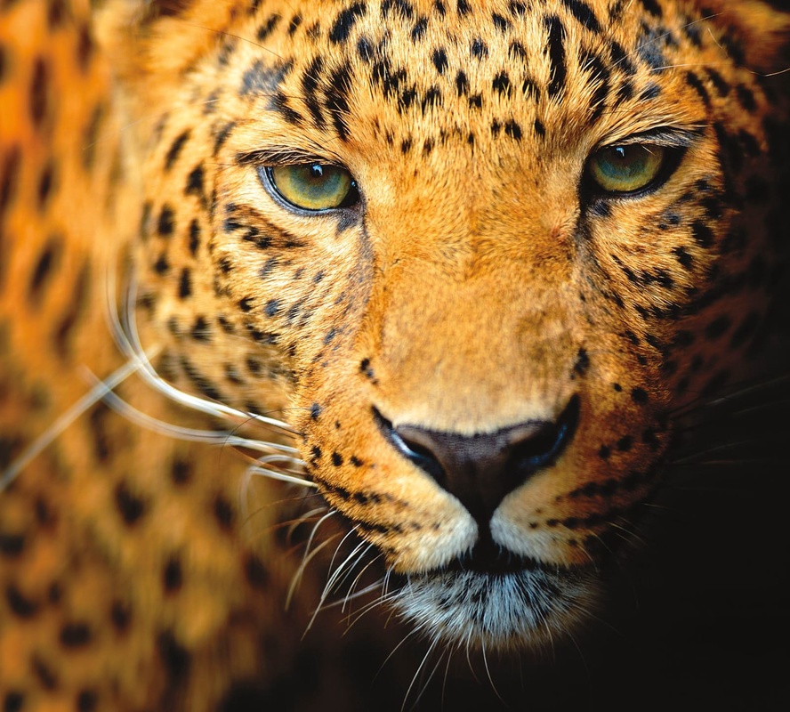 Фотообои и фрески на стену - леопард, крупный план, гепард