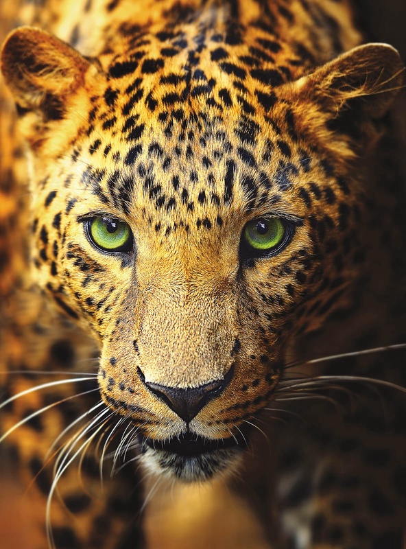 Фотообои и фрески на стену - леопард, крупный план, желтая, гепард