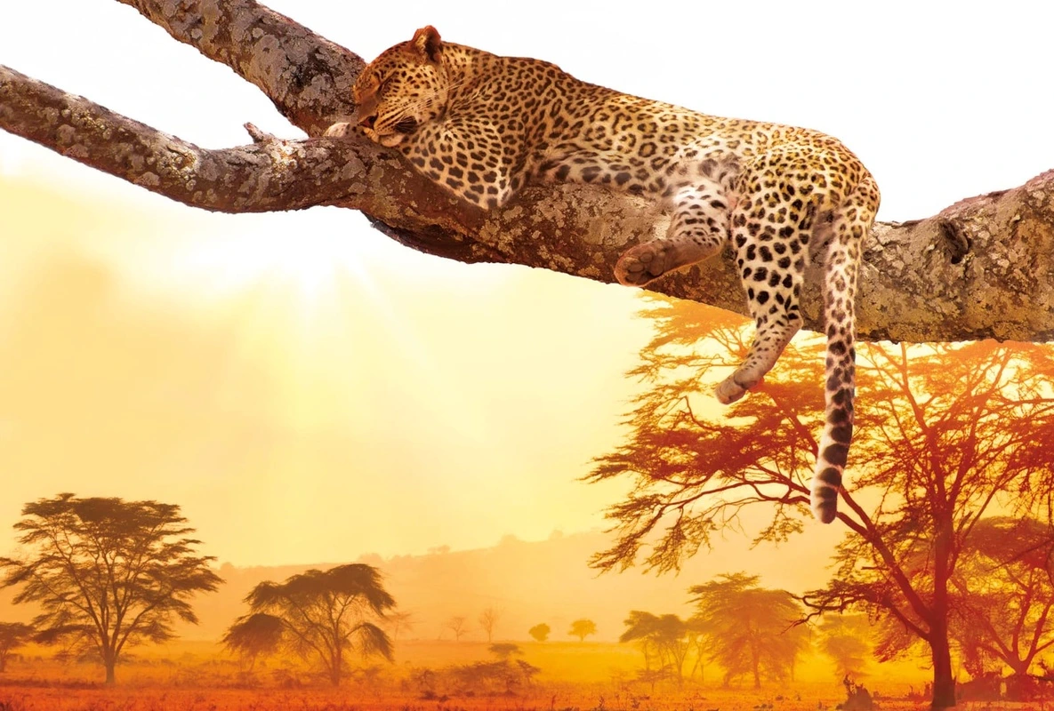 Фотообои на стену - в загородный дом, гепард, леопард, на ветке, саванна