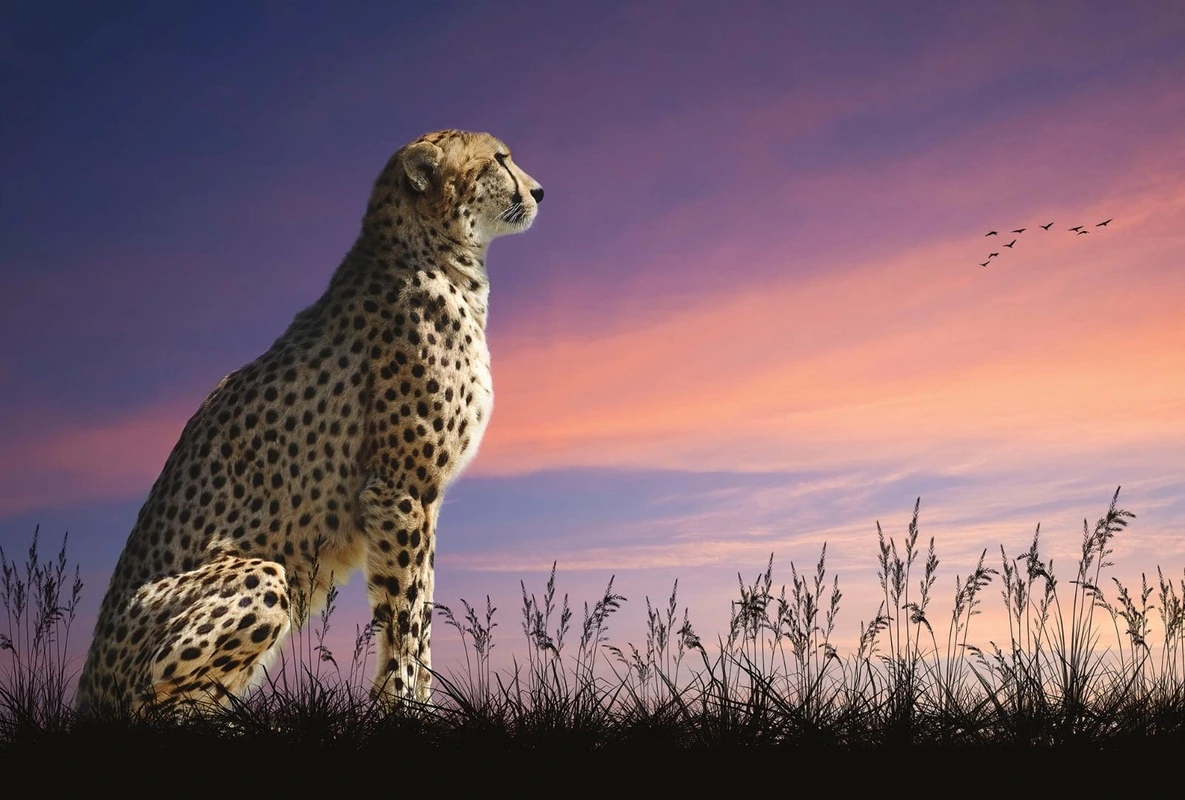 Фотообои и фрески на стену - в загородный дом, гепард, леопард