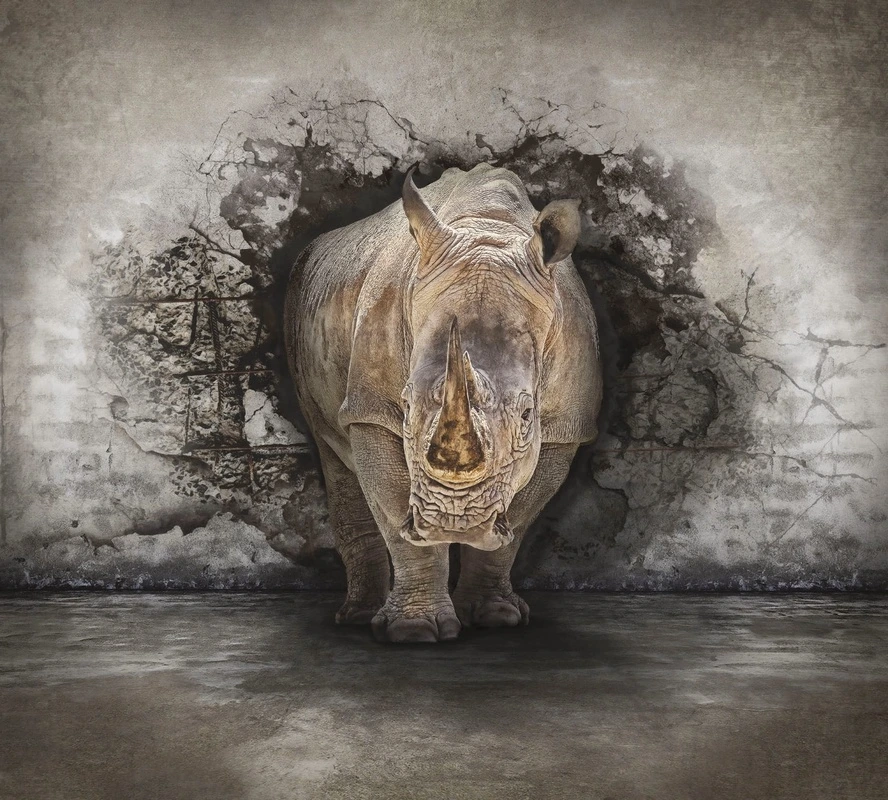 Фотообои на стену - мужские, носорог, из стены, носорог из стены