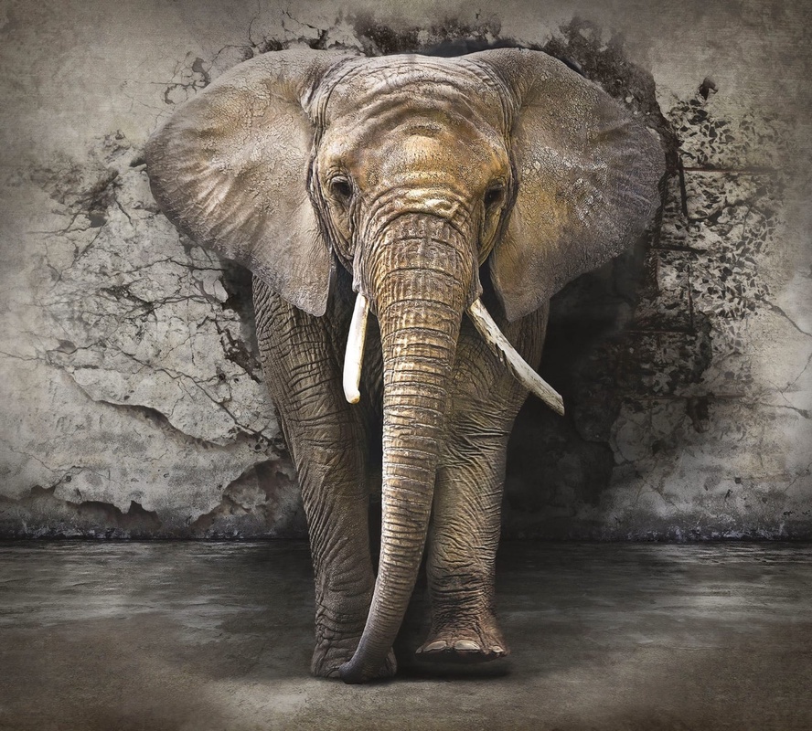 Фотообои на стену - мужские, слон, из стены, серая, слон из стены