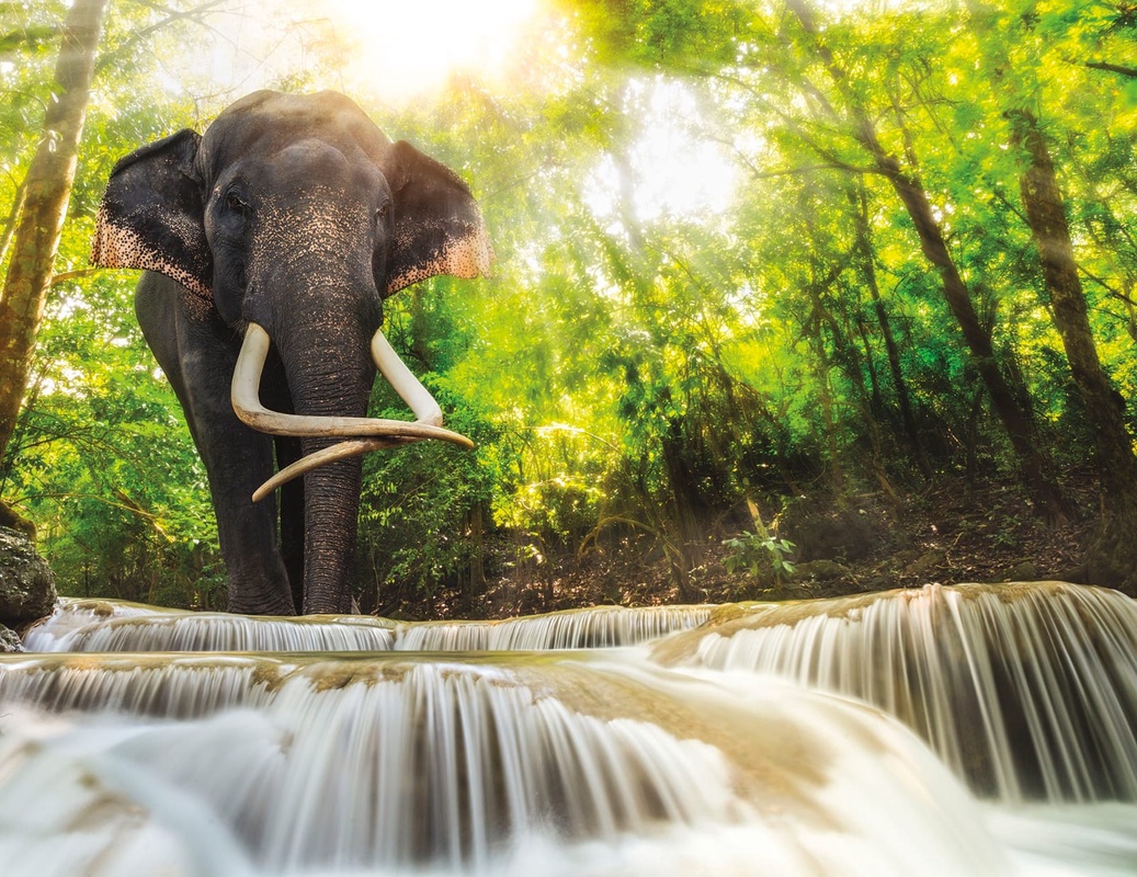 Фотообои и фрески на стену - в зоопарк, слон, фото, водопад