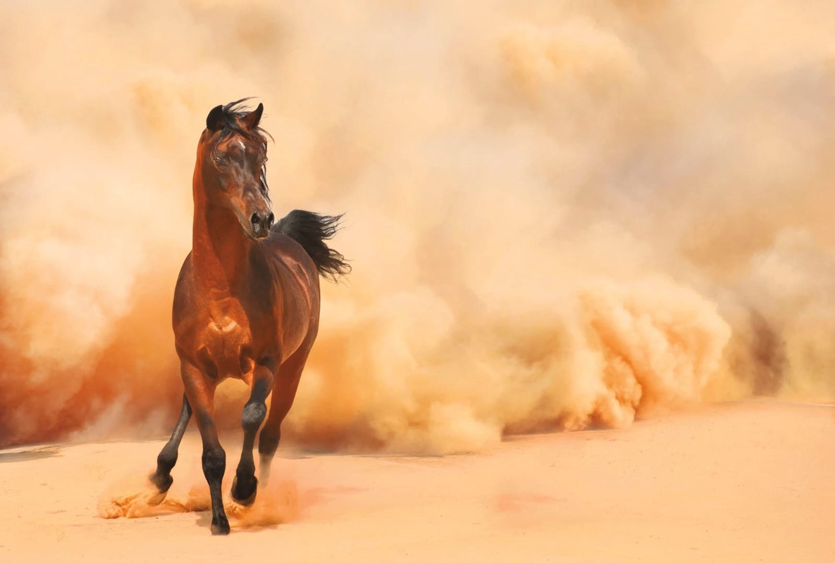 Фотообои и фрески на стену - в офис, в кабинет, лошадь, коричневая, бегущая