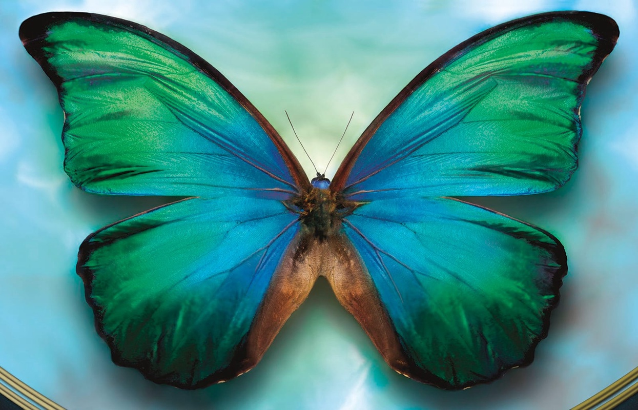 Фотообои на стену - в детскую комнату, бабочка, сине-зеленая
