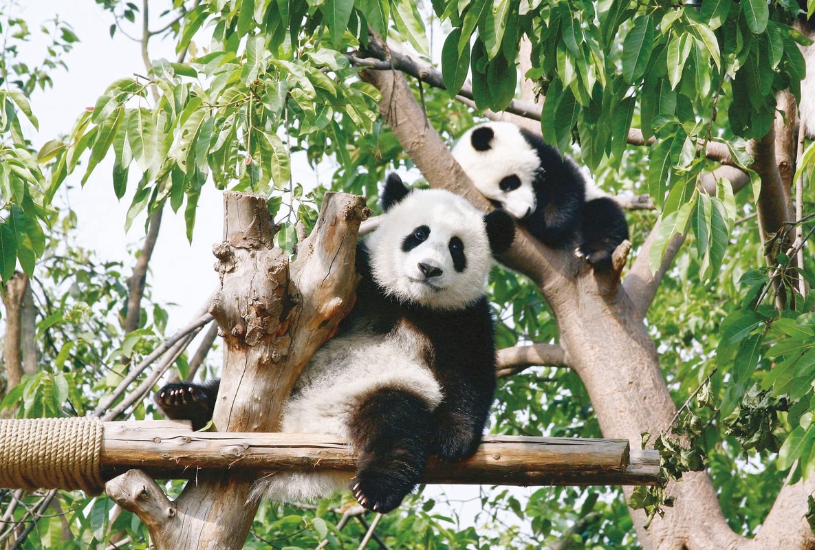 Фотообои на стену - в детскую комнату, панды