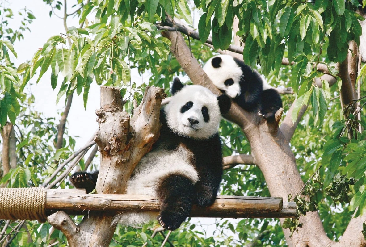 Фотообои и фрески на стену - в детскую комнату, панды