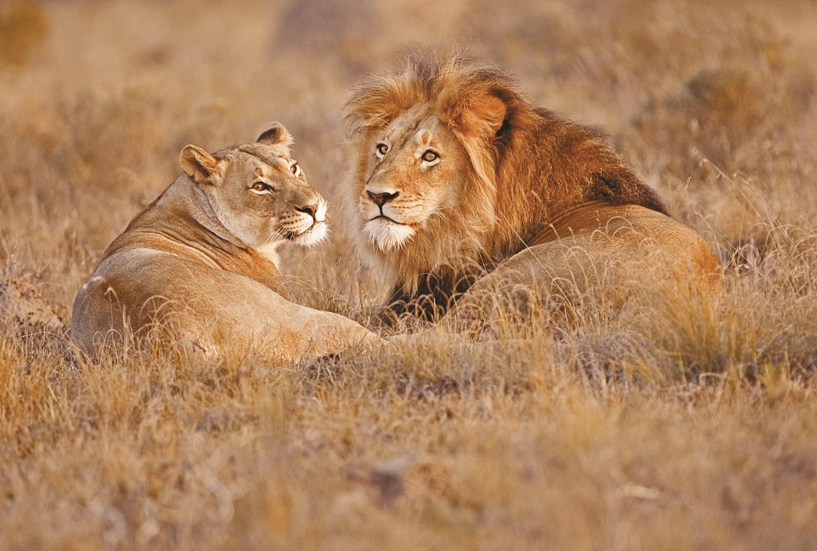 Фотообои на стену - бежевые, львы