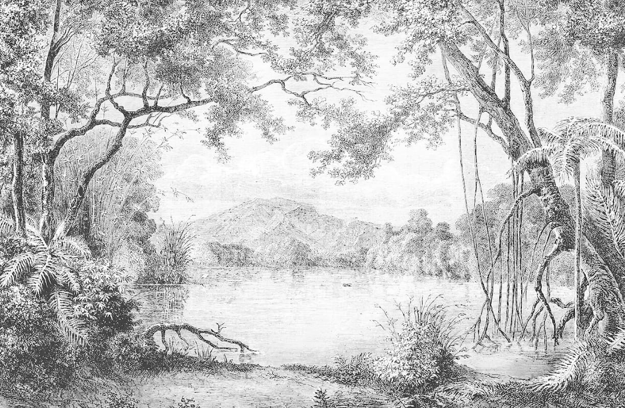 Фотообои и фрески на стену - новинки, графика, современные,  гравюра, лес, ветки, деревья, черные, пейзаж графический