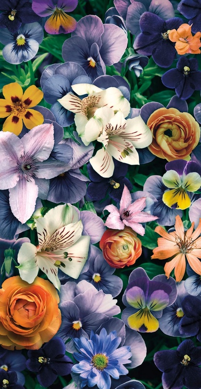 Фотообои на стену - цветы, лилии, голубые