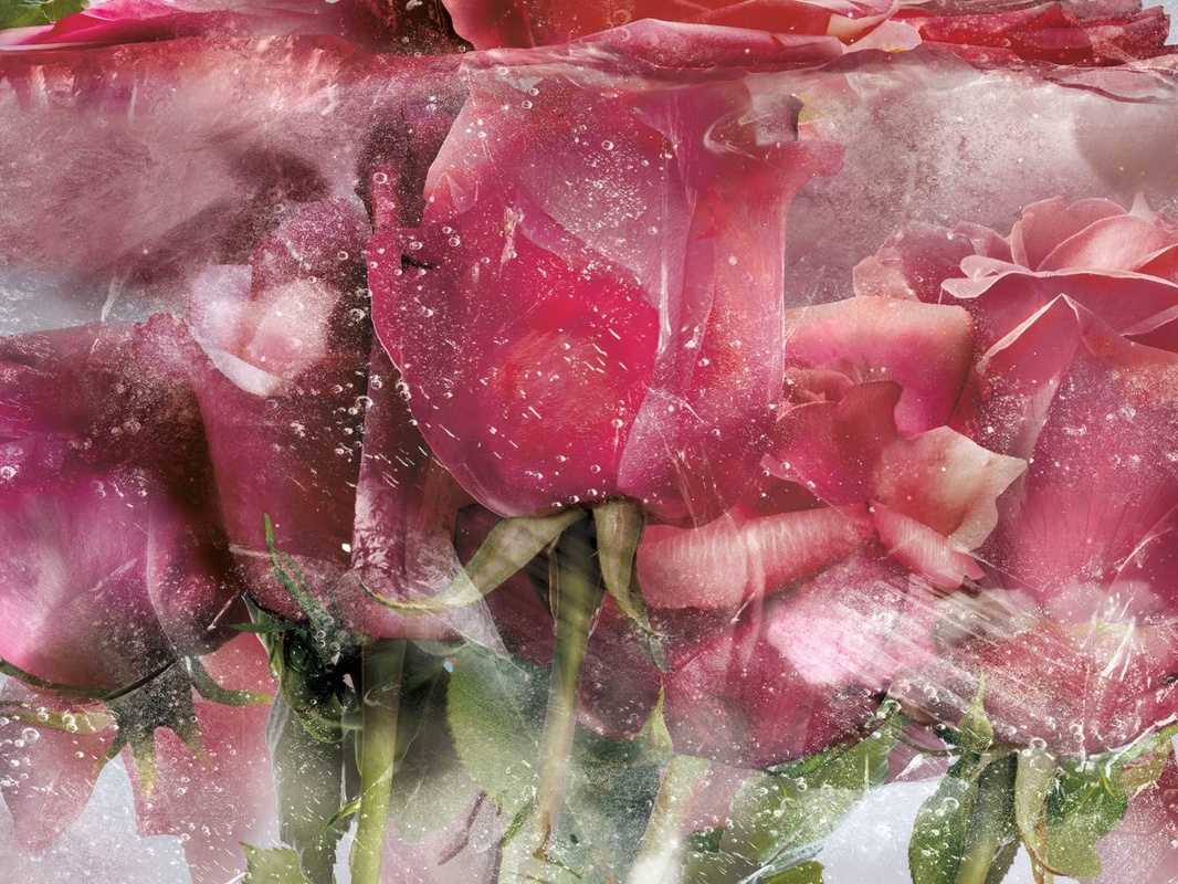 Фотообои на стену - цветы, тюльпаны, красные