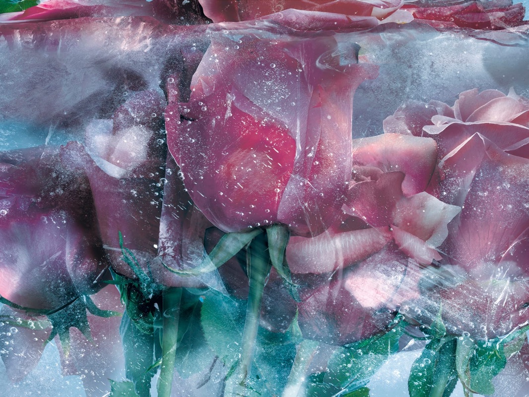 Фотообои и фрески на стену - цветы, тюльпаны, розово-бирюзовая