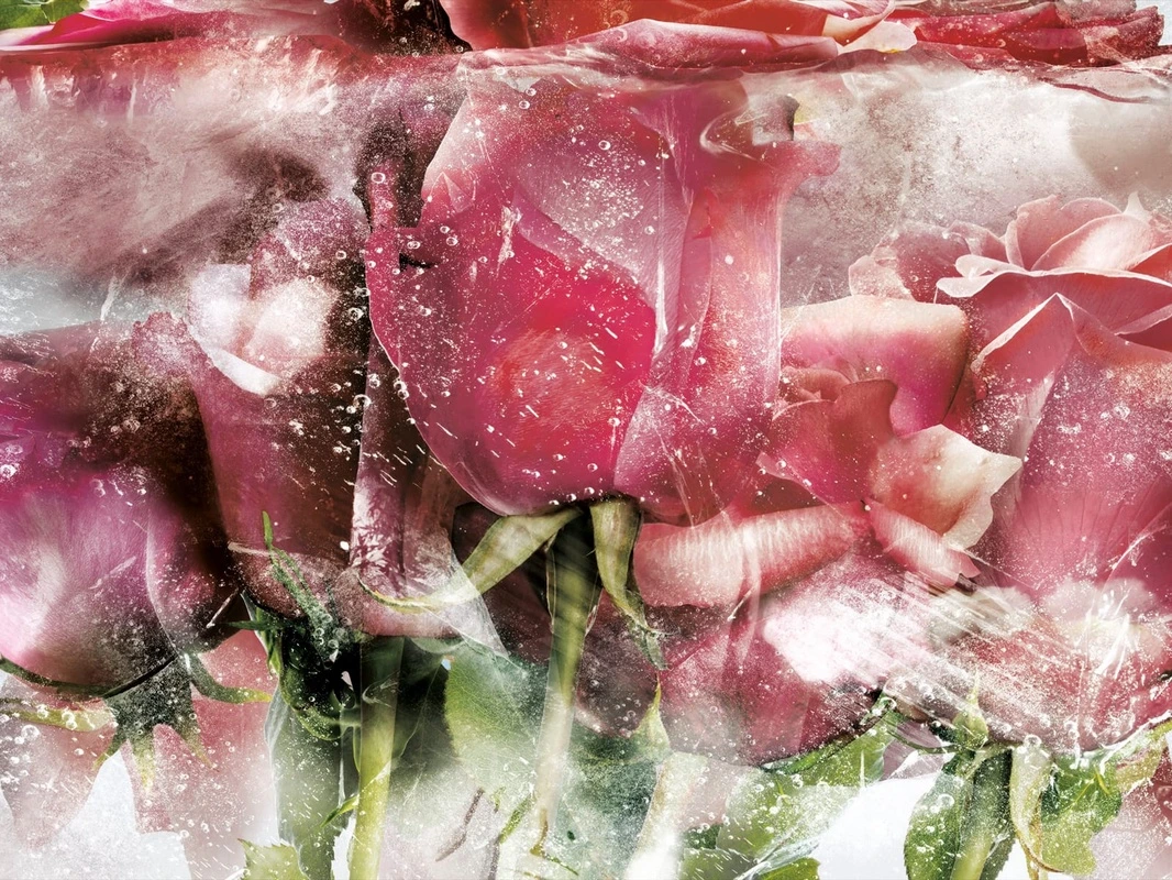 Фотообои и фрески на стену - цветы, тюльпаны, розовые