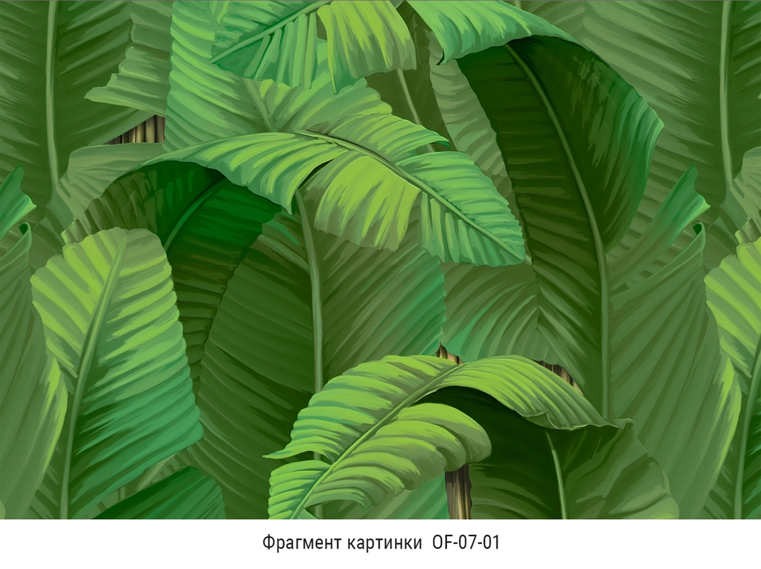 Фотообои и фрески на стену - свет, зеленые, часть, листья, кусок, орнамент, банановые листья, тень, узор, пальмовые листья, фрагмент, банановые листья тропические