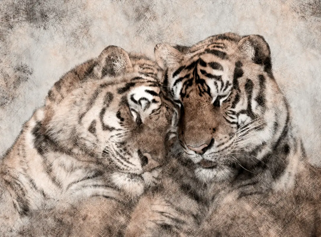 Купить фотообои Тигры на стену: цены, фото, каталог - интернет-магазин Photostena