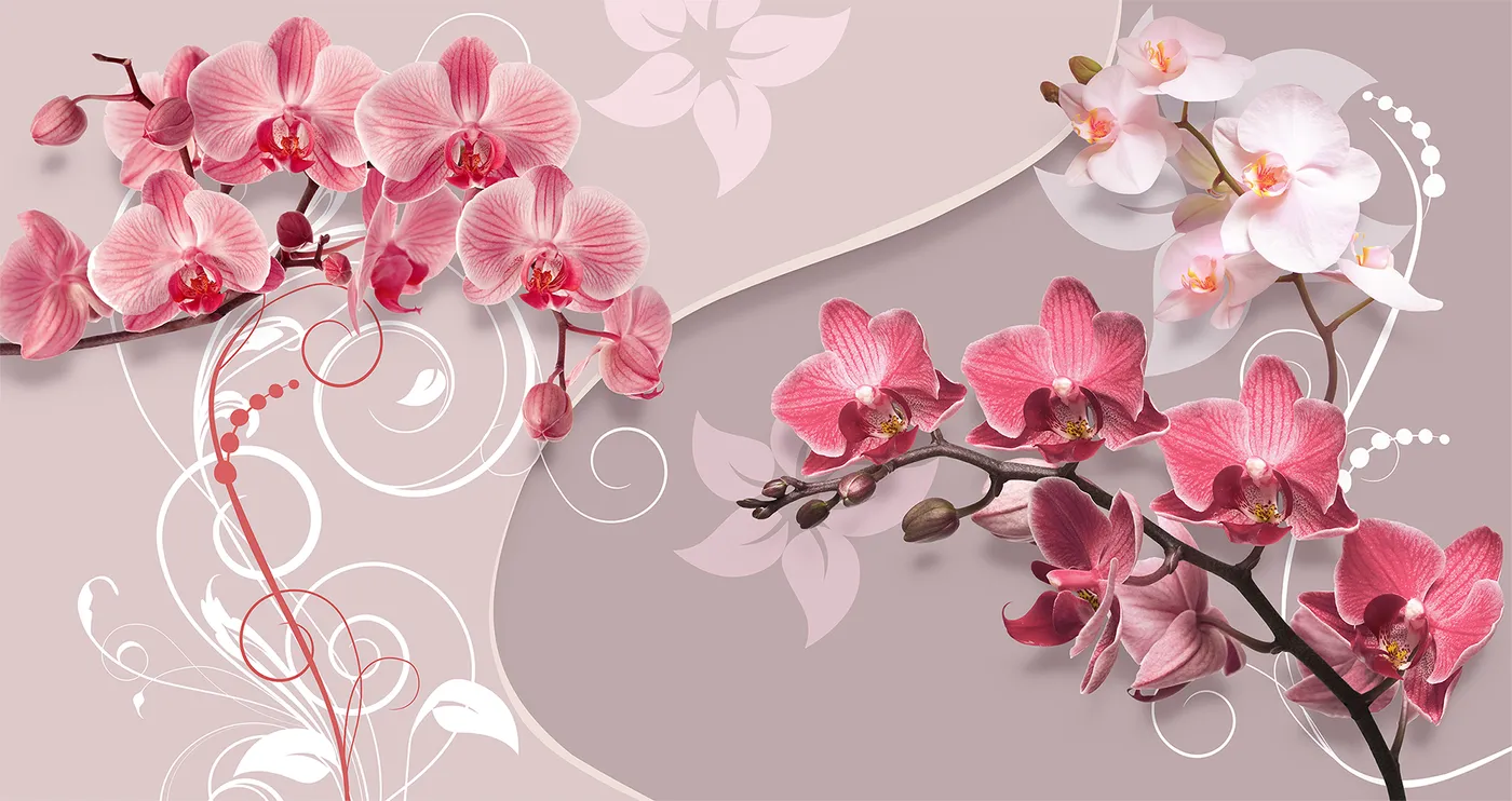 Фотообои и фрески на стену - орхидея, розовые, желтые, орхидеи, цветы, стебли, ветви, линии, белые
