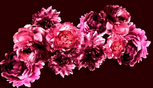 лепестки, листья, розы, растения, пионы, цветы