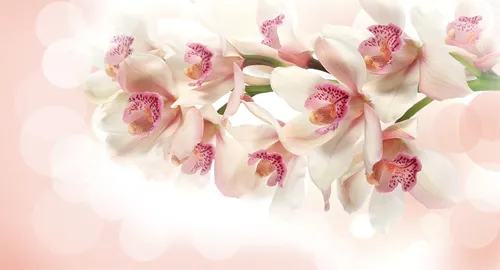 белые, круги, орхидеи, блики, геометрия, цветы, розовые, желтые, орхидея, светлая орхидея
