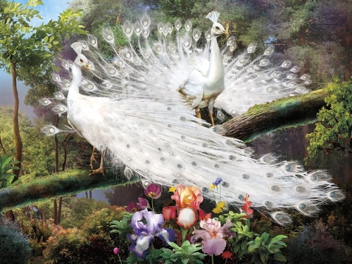 в загородный дом, белые павлины, в лесу