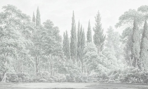 пейзаж, лес, светлый лес, современные, деревья в лесу