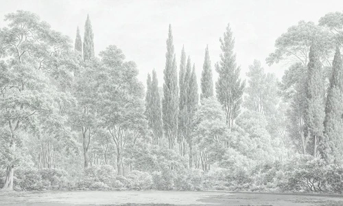 пейзаж, лес, светлый лес, современные, деревья в лесу