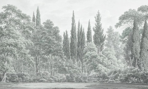 пейзаж, лес, серо-зеленая, светлый лес, современные, деревья в лесу