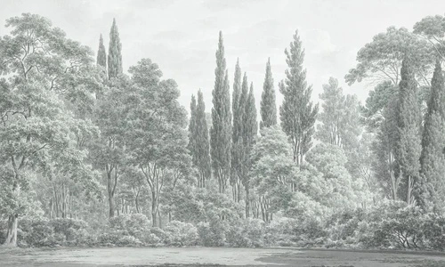 пейзаж, лес, серо-зеленая, светлый лес, современные, деревья в лесу