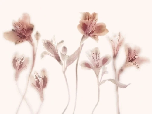 в детскую комнату, цветы, лилии, персиковые