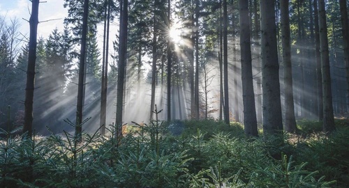 пейзаж, лес, рассвет