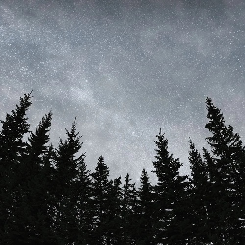 пейзаж, ночной лес