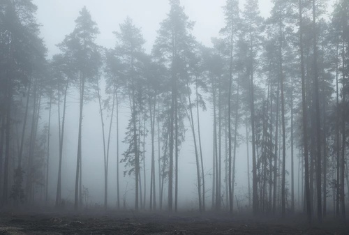 пейзаж, ночной лес, серо-бирюзовые