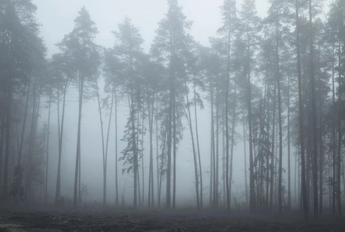 пейзаж, ночной лес, серо-бирюзовые