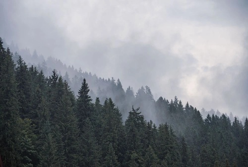 пейзаж, лес, темные, небо