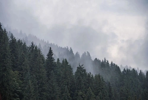 пейзаж, лес, темные, небо