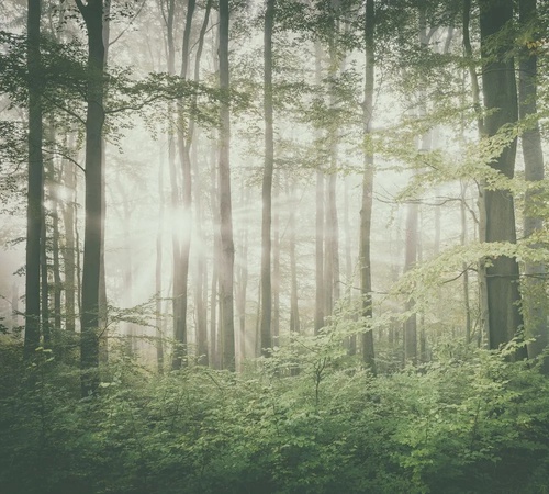 пейзаж, лес, зеленый пейзаж, сосны