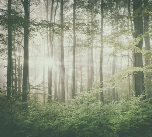 пейзаж, лес, зеленый пейзаж, сосны