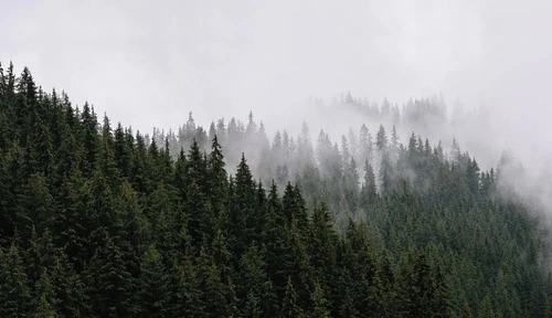 пейзаж, лес, темные, темно зеленые