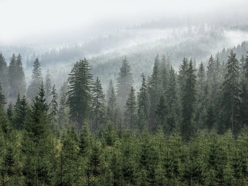 пейзаж, лес, сосновый