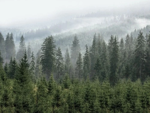 пейзаж, лес, сосновый