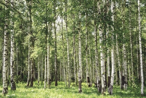 пейзаж, березовая роща, зеленый пейзаж