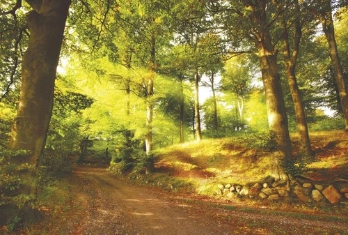 пейзаж, дорожка в лесу