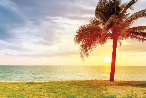 пейзаж, закат, море, пальма, берег