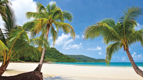 пейзаж, морской, море, пальмы, песчаный берег, песок