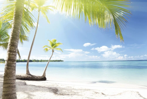 пейзаж, морской, море, пальма, бело-голубая