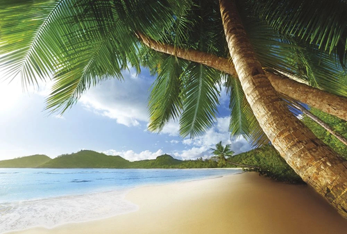 пейзаж, морской, море, стволы пальм