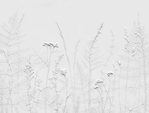 3д, графика, белые, трава