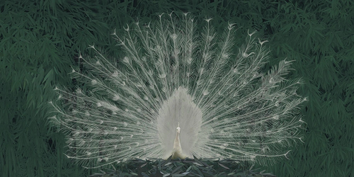 пейзаж, зеленая, павлин, белый